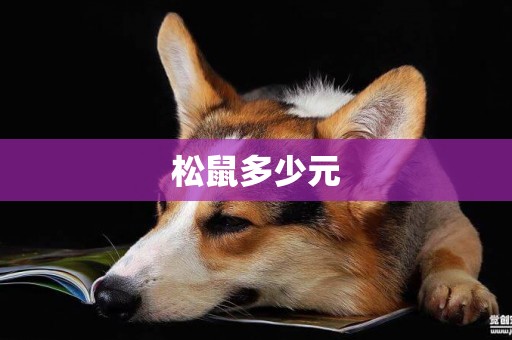 松鼠多少元