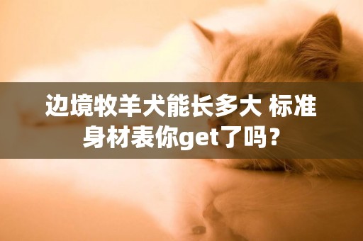 邊境牧羊犬能長多大 標準身材表你get了嗎？