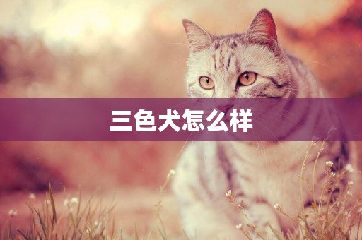 三色犬怎么樣