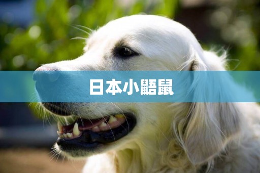 日本小鼯鼠