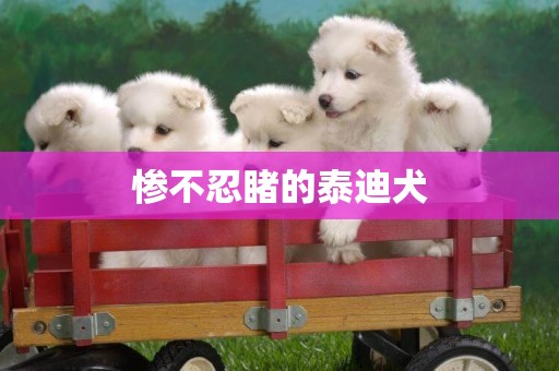 慘不忍睹的泰迪犬