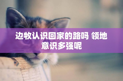 邊牧認識回家的路嗎 領地意識多強呢