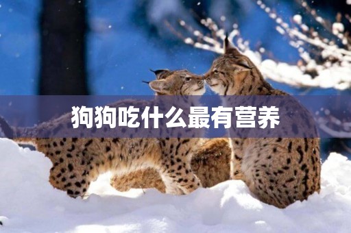 狗狗吃什么最有營養