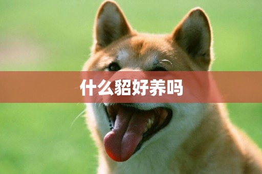 什么貂好養嗎