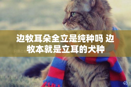 邊牧耳朵全立是純種嗎 邊牧本就是立耳的犬種