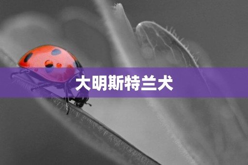 大明斯特蘭犬