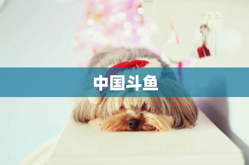 中國斗魚