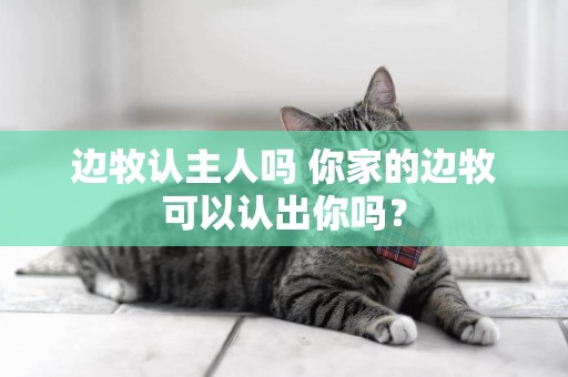 邊牧認主人嗎 你家的邊牧可以認出你嗎？