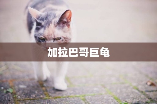 加拉巴哥巨龜