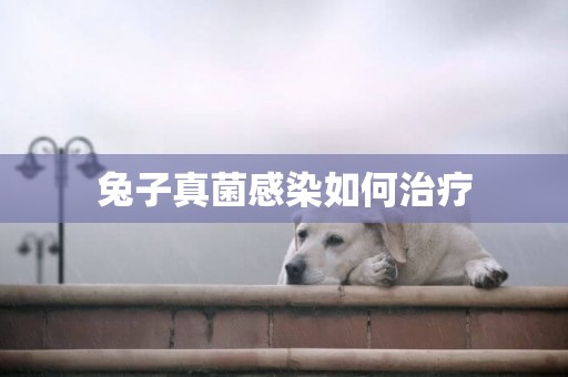 兔子真菌感染如何治療