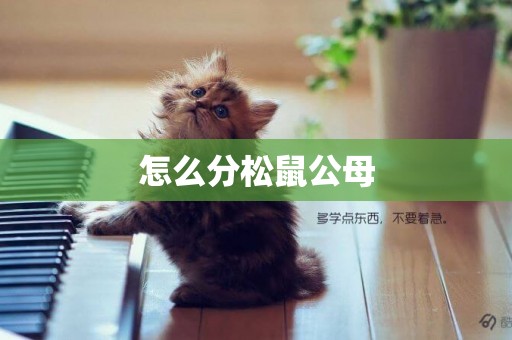 怎么分松鼠公母
