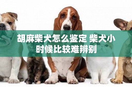 胡麻柴犬怎么鑒定 柴犬小時候比較難辨別
