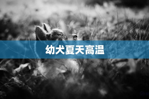 幼犬夏天高溫