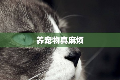 養寵物真麻煩
