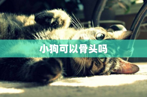 小狗可以骨頭嗎