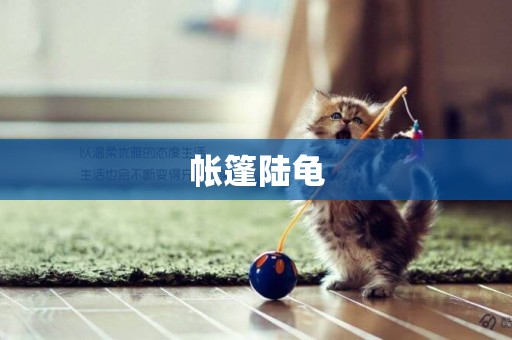 帳篷陸龜