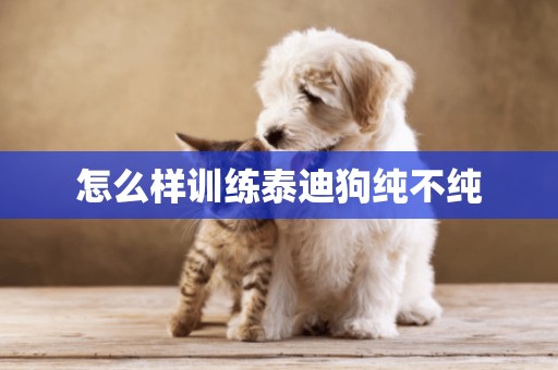 怎么樣訓練泰迪狗純不純