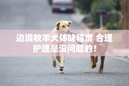 邊境牧羊犬體味程度 合理護理是沒問題的！
