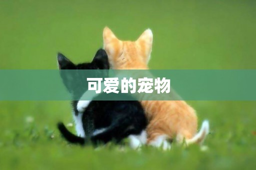 可愛的寵物