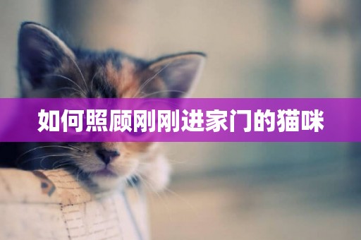 如何照顧剛剛進家門的貓咪