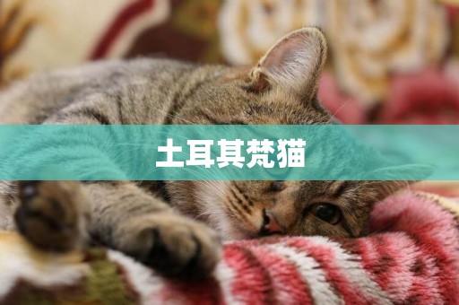土耳其梵貓