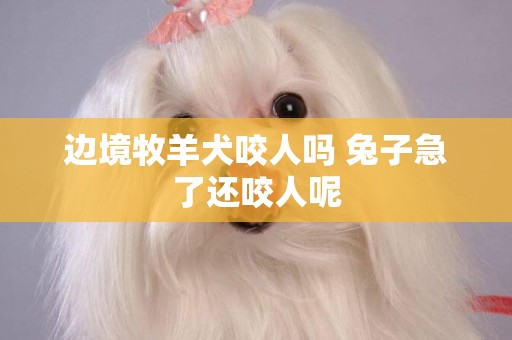 邊境牧羊犬咬人嗎 兔子急了還咬人呢