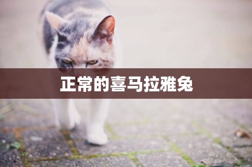 正常的喜馬拉雅兔