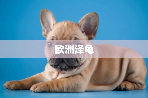 歐洲澤龜