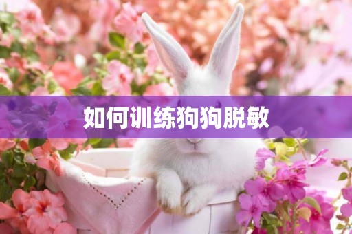 如何訓練狗狗脫敏