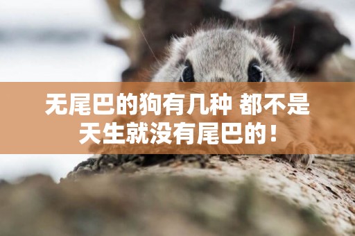 無尾巴的狗有幾種 都不是天生就沒有尾巴的！