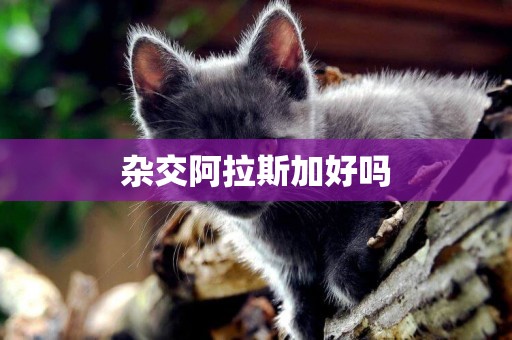 雜交阿拉斯加好嗎