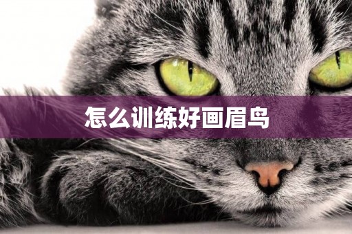 怎么訓練好畫眉鳥