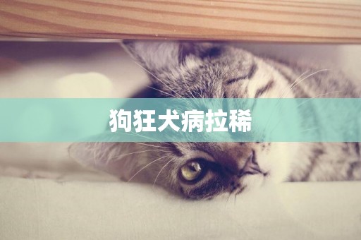 狗狂犬病拉稀