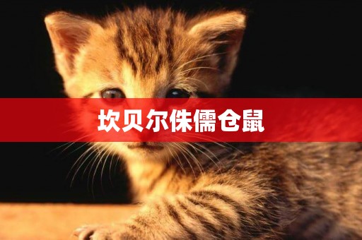 坎貝爾侏儒倉鼠