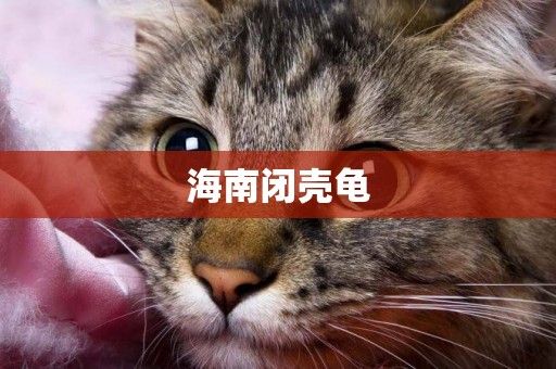 海南閉殼龜
