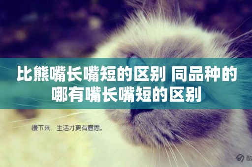 比熊嘴長嘴短的區別 同品種的哪有嘴長嘴短的區別