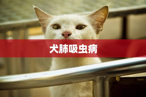 犬肺吸蟲病