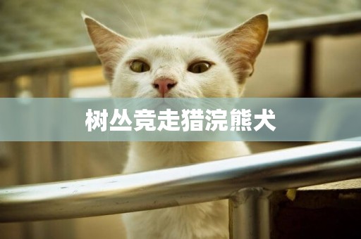 樹叢競走獵浣熊犬