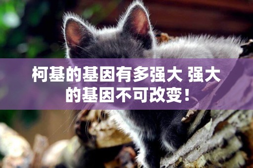 柯基的基因有多強大 強大的基因不可改變！