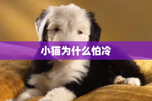 小貓為什么怕冷