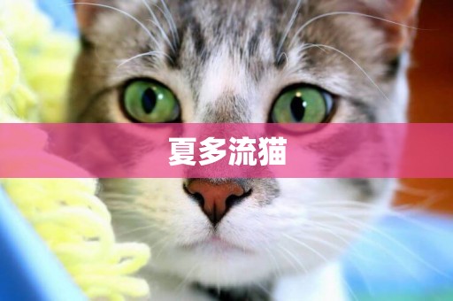 夏多流貓