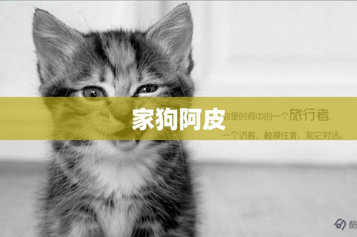 家狗阿皮