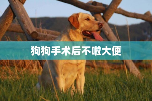狗狗手術后不啦大便