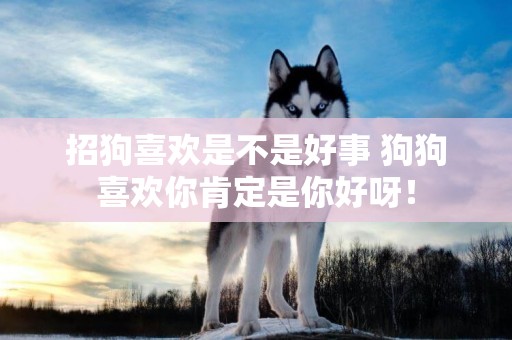 招狗喜歡是不是好事 狗狗喜歡你肯定是你好呀！