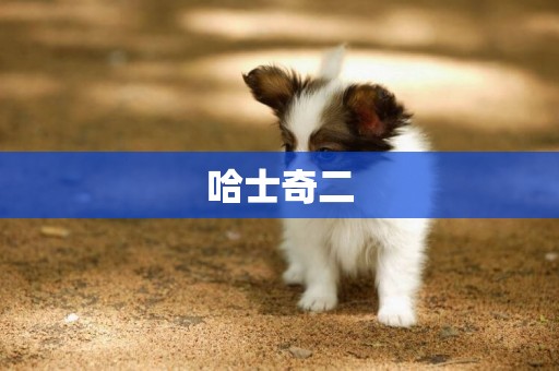 哈士奇二