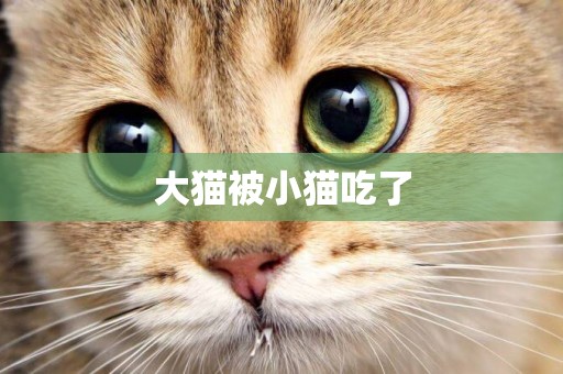 大貓被小貓吃了
