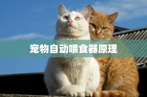 寵物自動喂食器原理