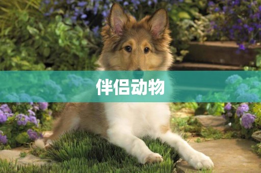 伴侶動物