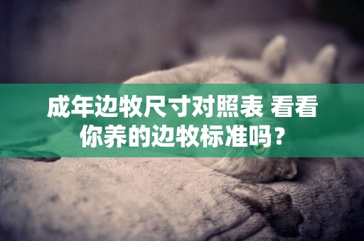 成年邊牧尺寸對照表 看看你養的邊牧標準嗎？