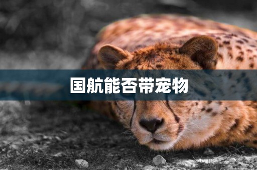 國航能否帶寵物